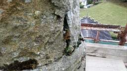 stcronans 1175.jpg